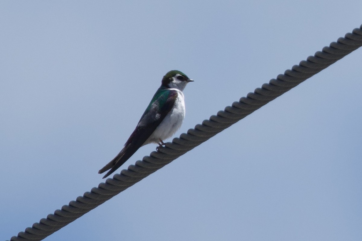 Violet-green Swallow - ML620236616