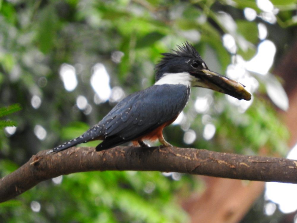 Ringed Kingfisher - ML620236621