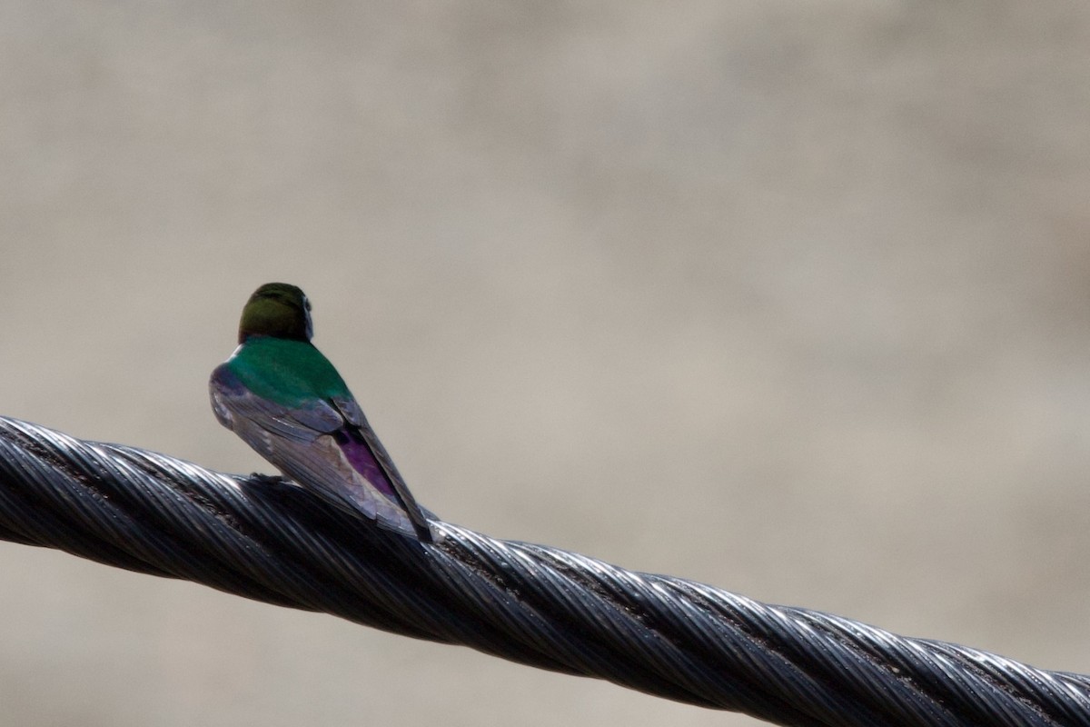 Violet-green Swallow - ML620236623