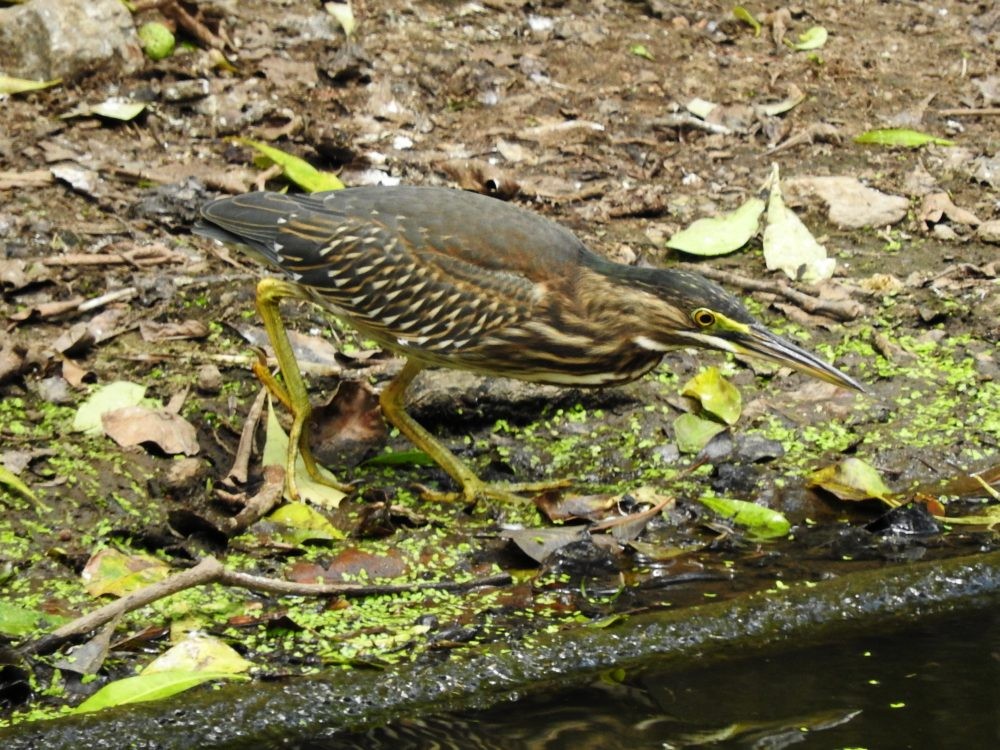 Striated Heron - ML620236635