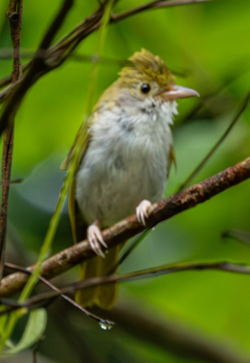 Yuhina Ventriblanca - ML620236640