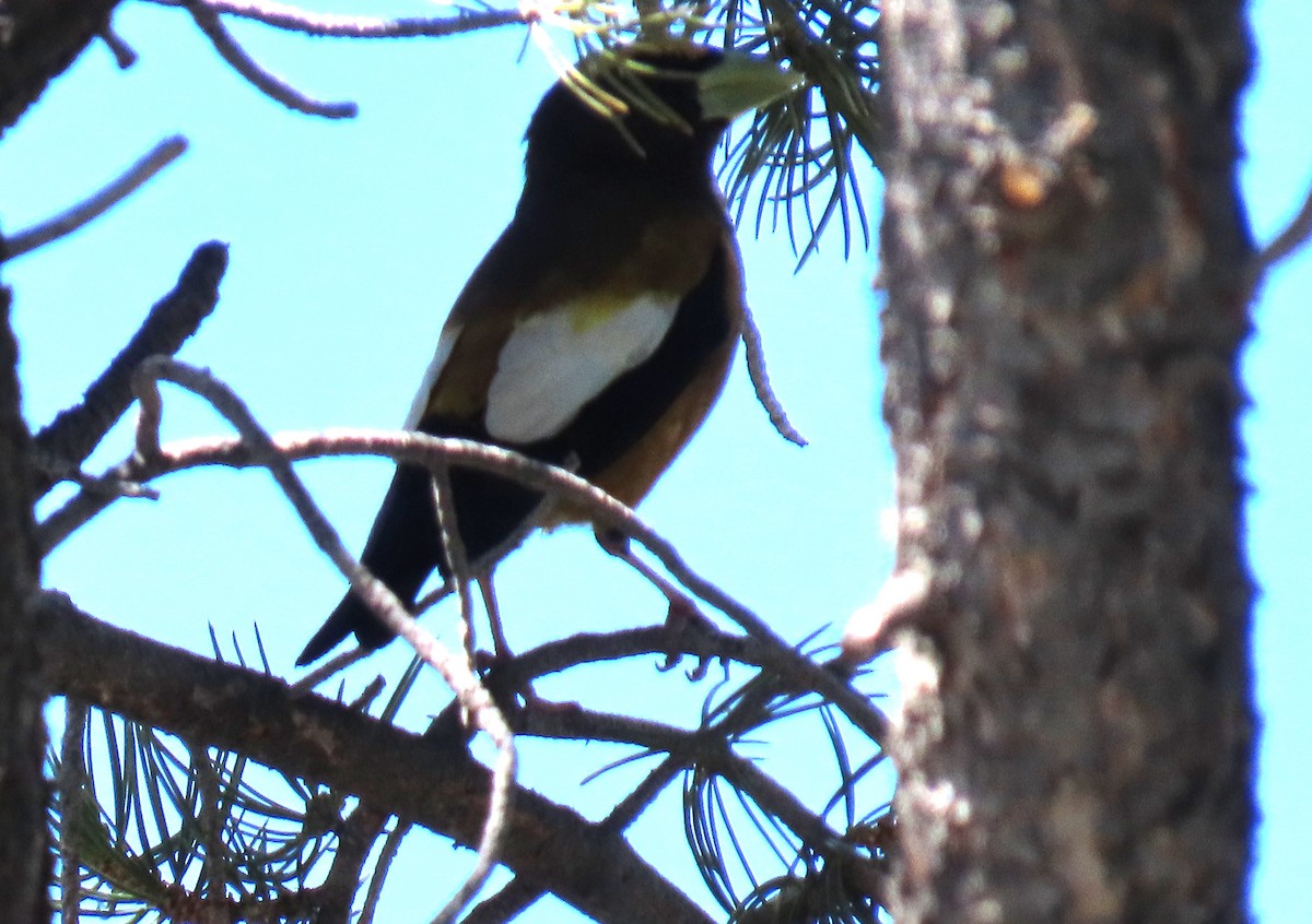 Evening Grosbeak - ML620236644