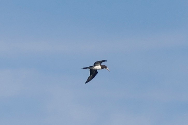 Brown Booby - ML620236651