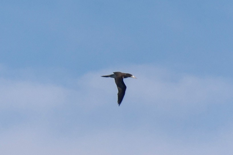 Brown Booby - ML620236653