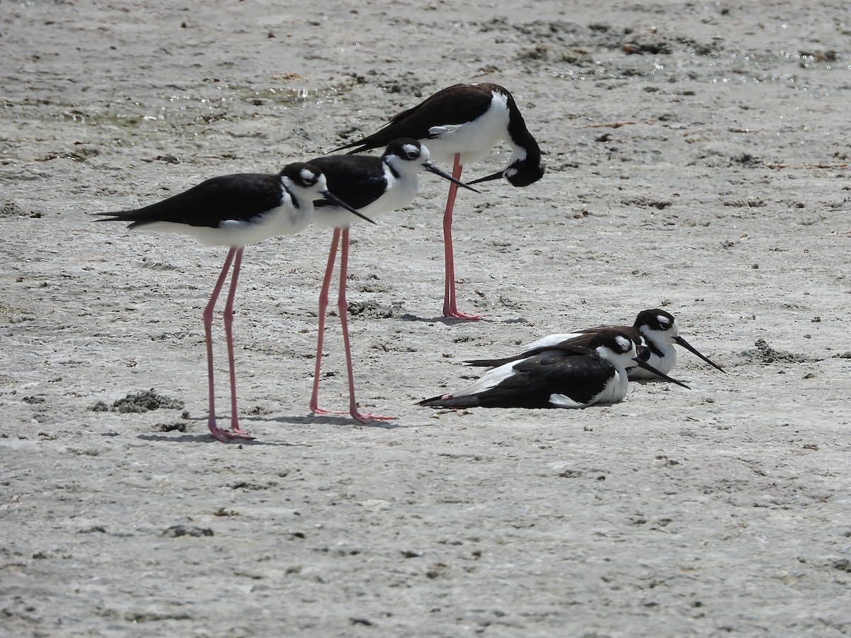 Black-necked Stilt - ML620236665