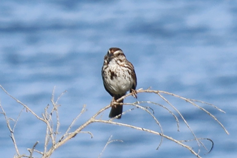 Song Sparrow - ML620236667