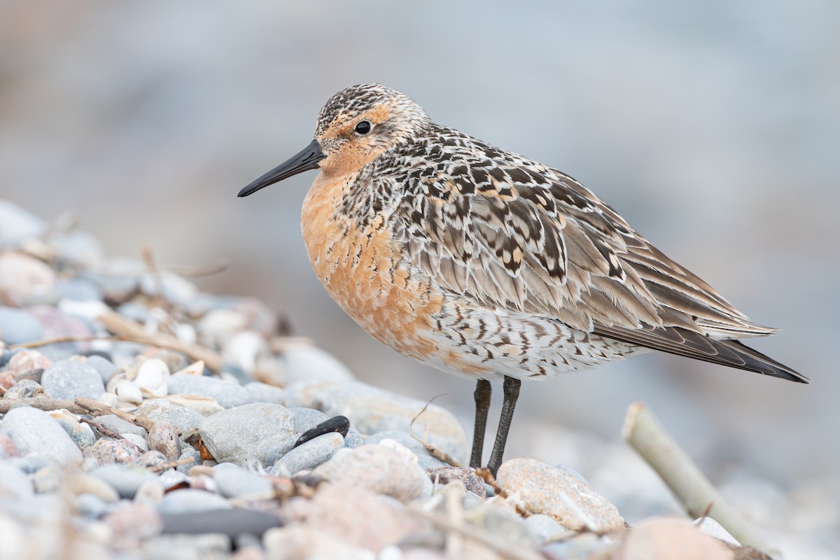 Red Knot - ML620236669