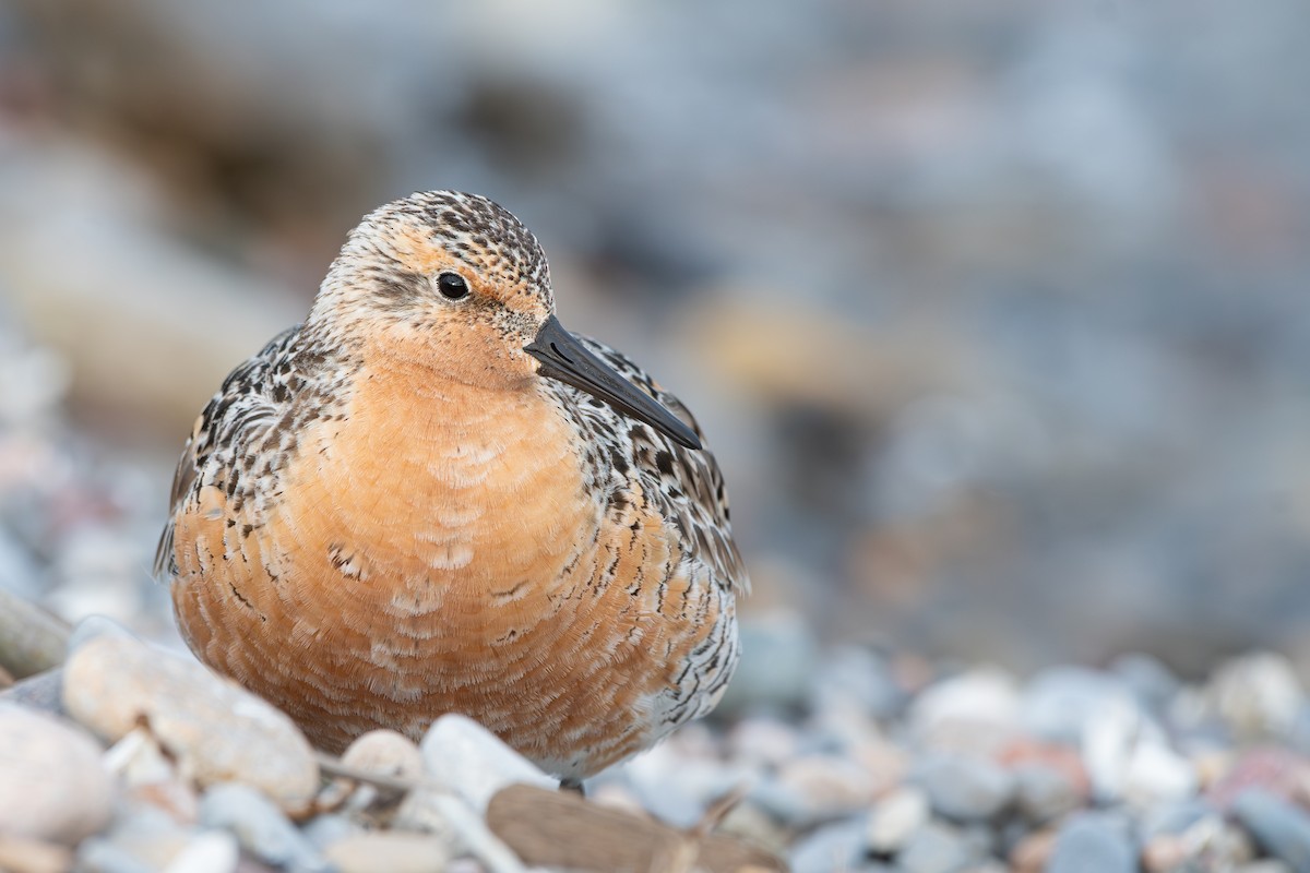 Red Knot - ML620236673