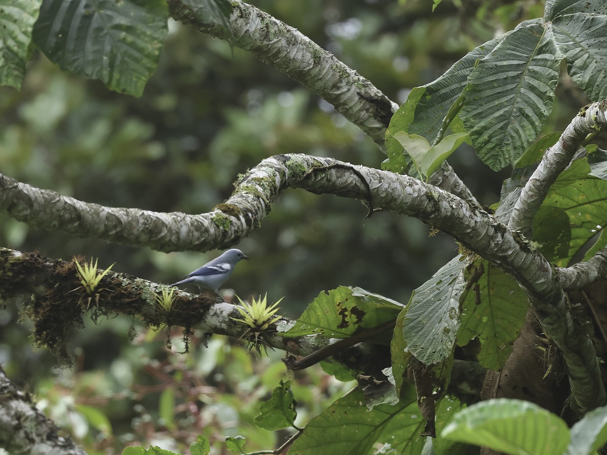 Blue-gray Tanager (White-edged) - ML620236678