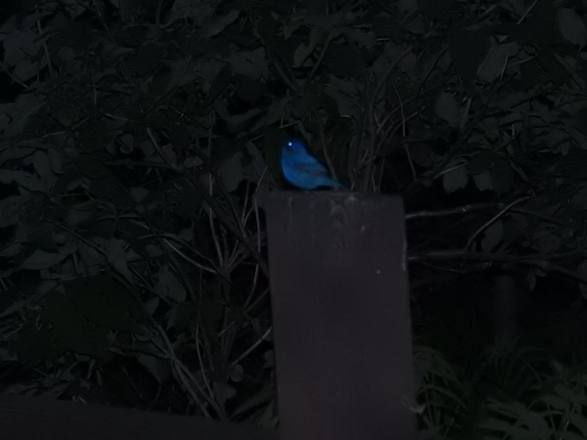 Indigo Bunting - ML620236694