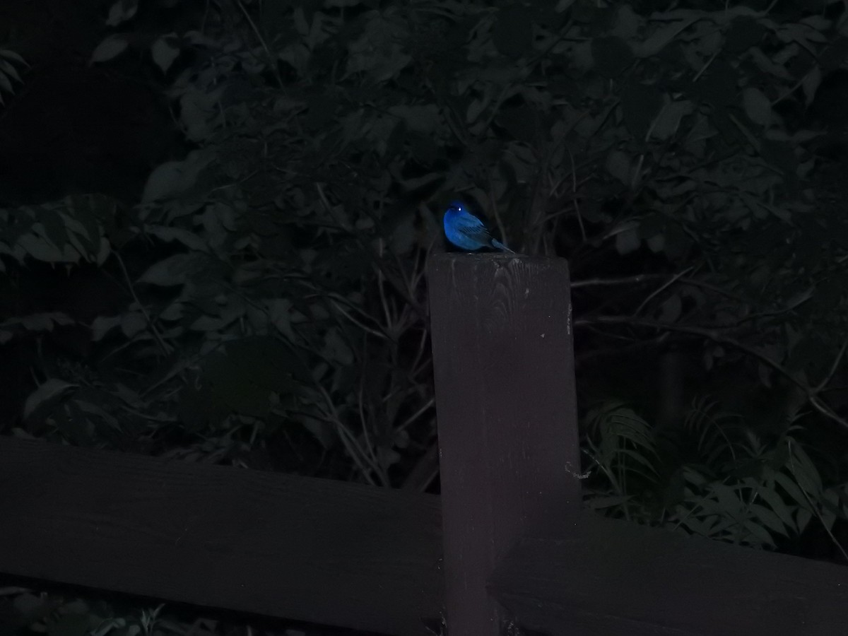 Indigo Bunting - ML620236695