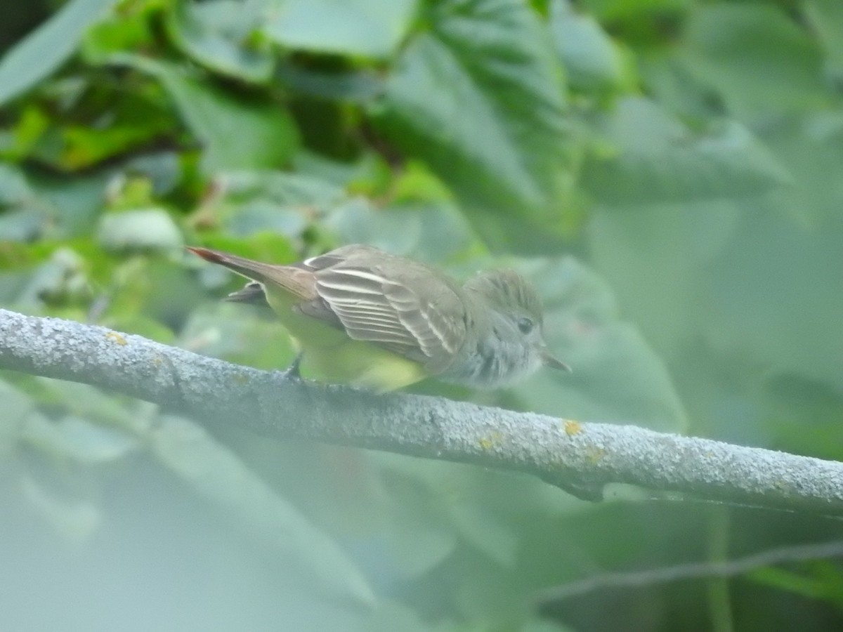 Great Crested Flycatcher - ML620236702