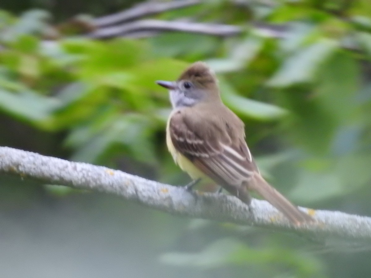 Great Crested Flycatcher - ML620236703