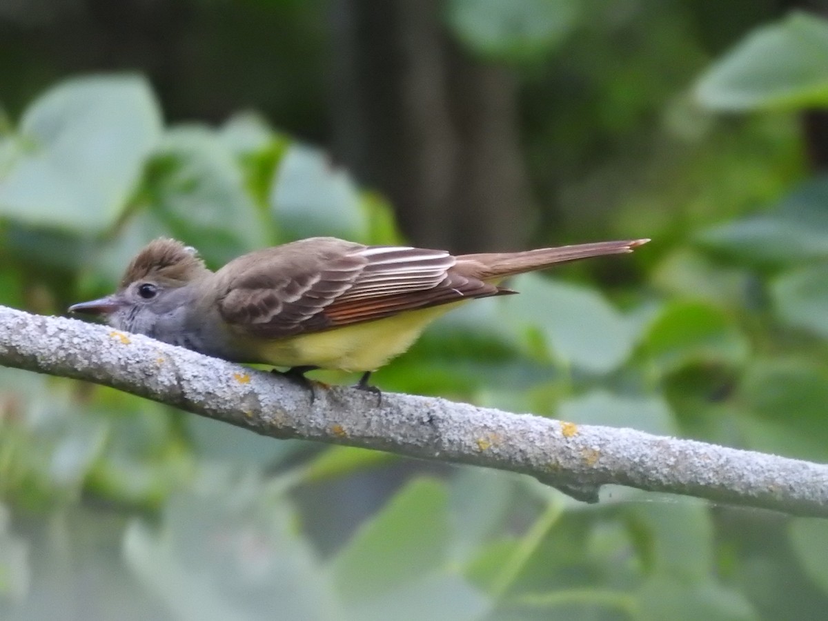 Great Crested Flycatcher - ML620236704