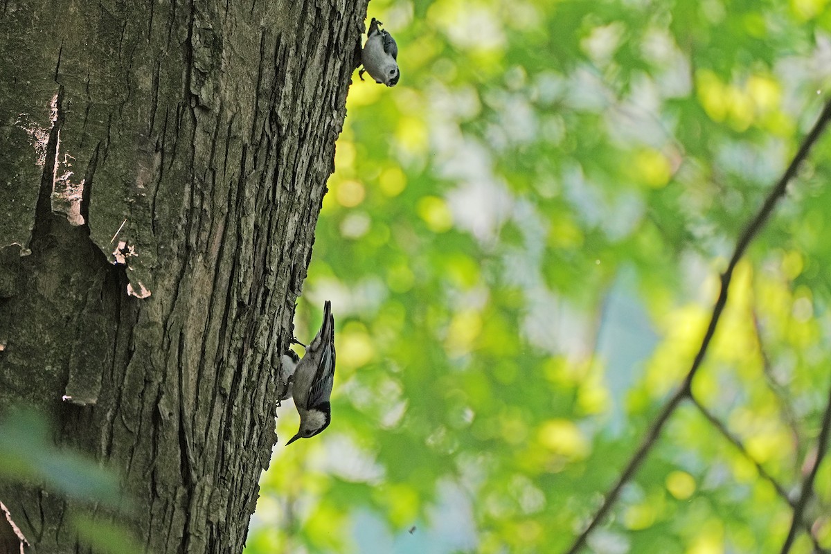 White-breasted Nuthatch - ML620236706