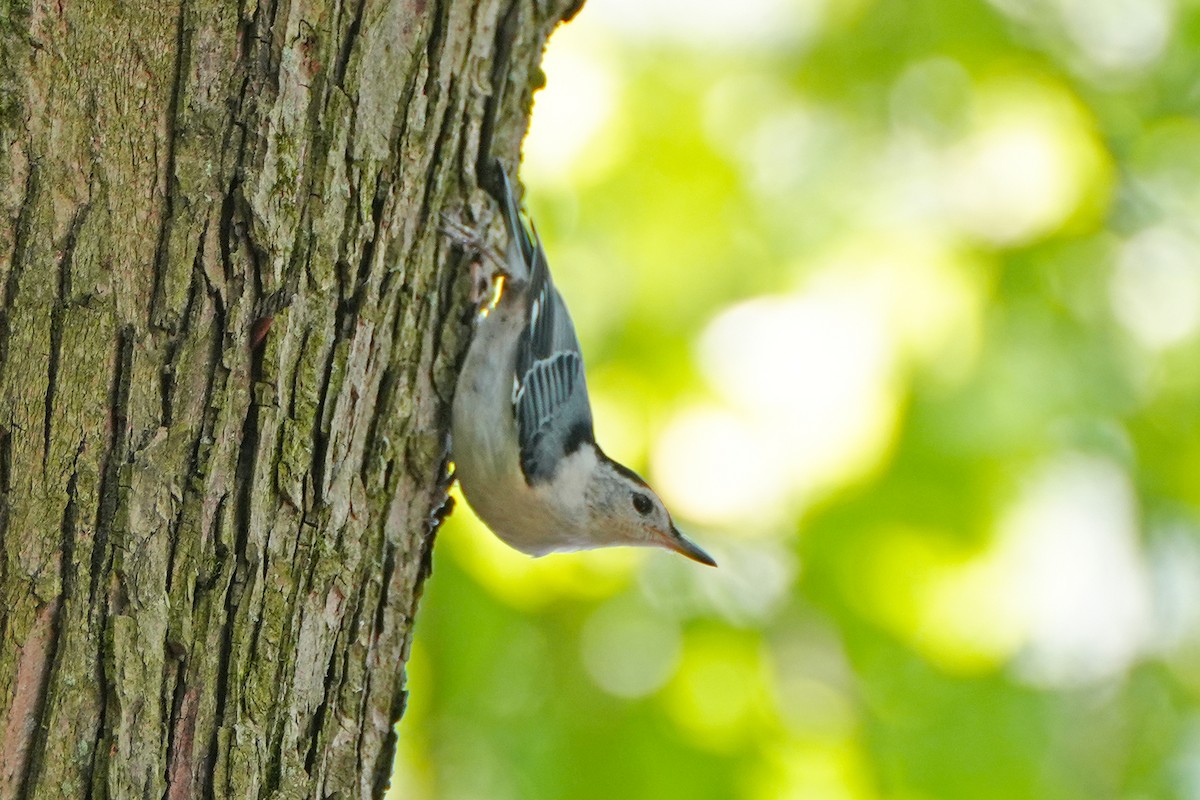White-breasted Nuthatch - ML620236707
