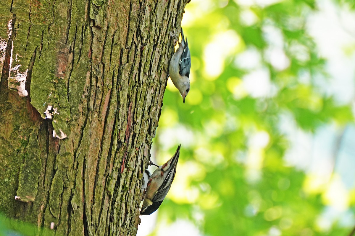 White-breasted Nuthatch - ML620236709