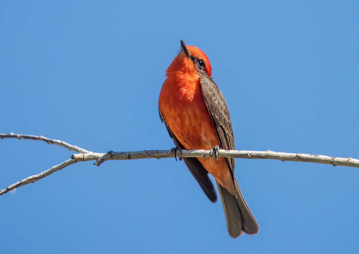 Vermilion Flycatcher - ML620236710