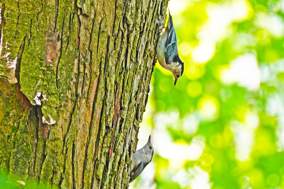 White-breasted Nuthatch - ML620236711