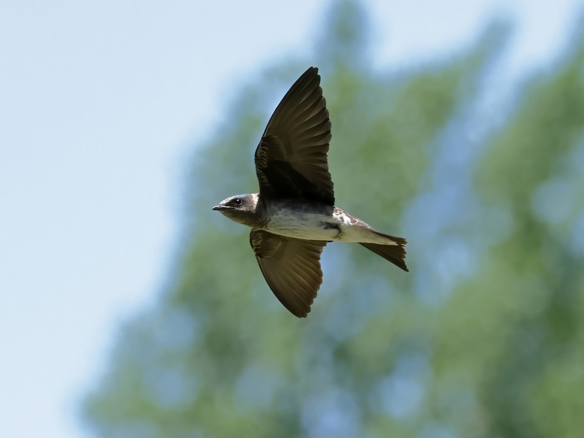 Purple Martin - ML620236713