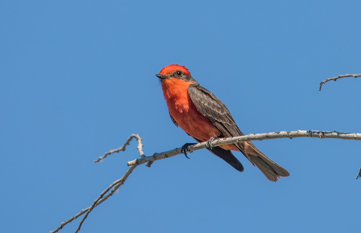 Vermilion Flycatcher - ML620236716