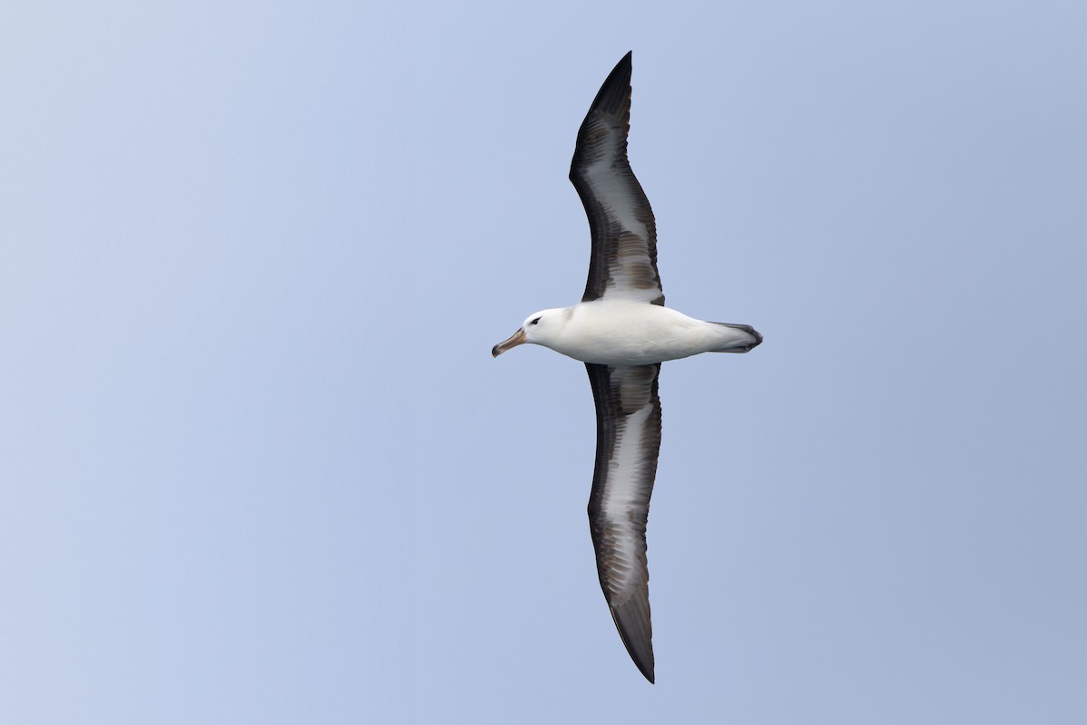 Black-browed Albatross - ML620236723