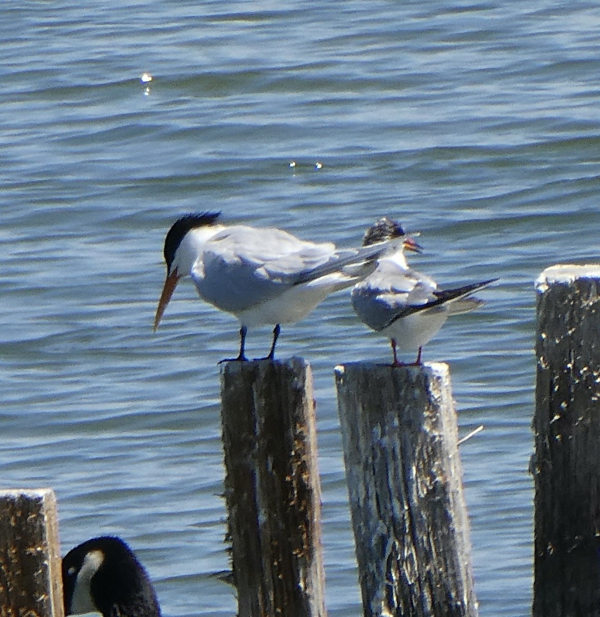 tern sp. - ML620236738