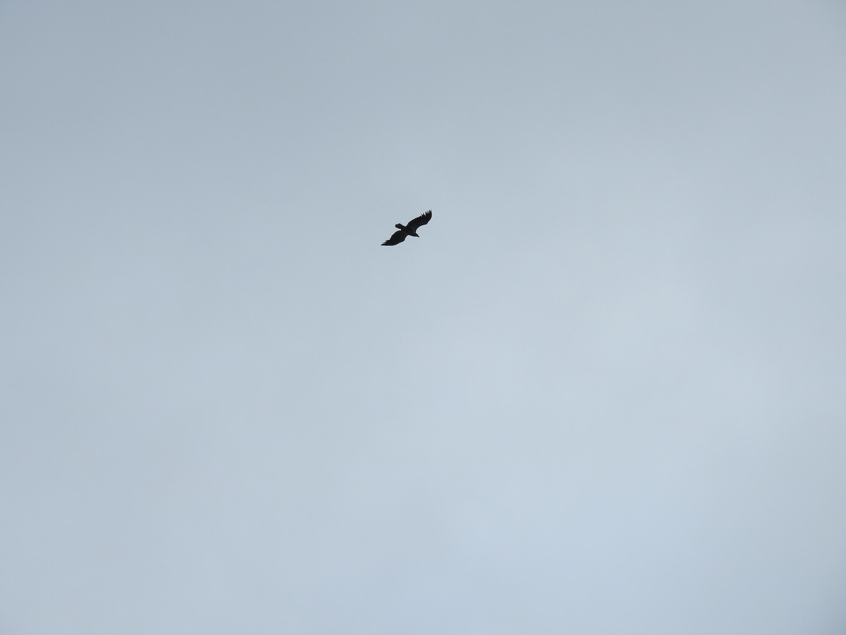 Bald Eagle - ML620236740