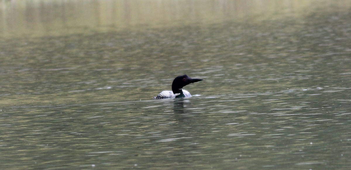 Common Loon - ML620236747