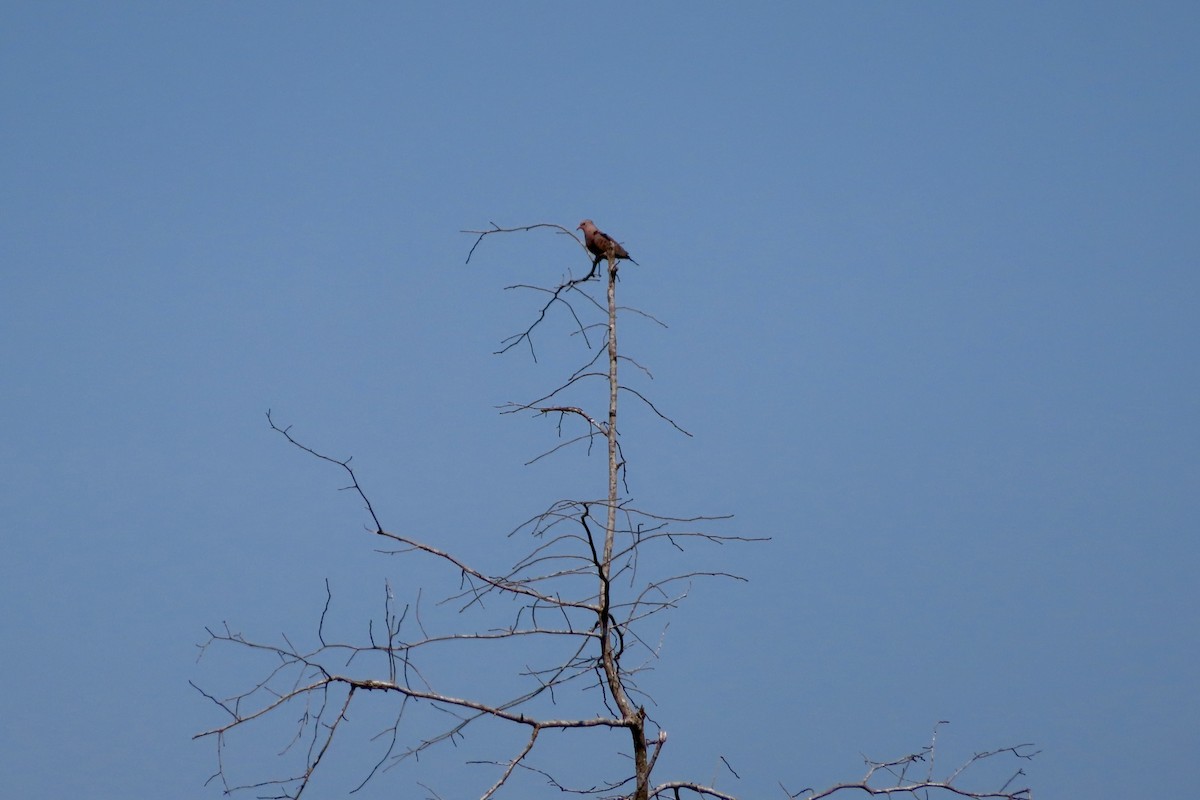 Common Ground Dove - ML620236751