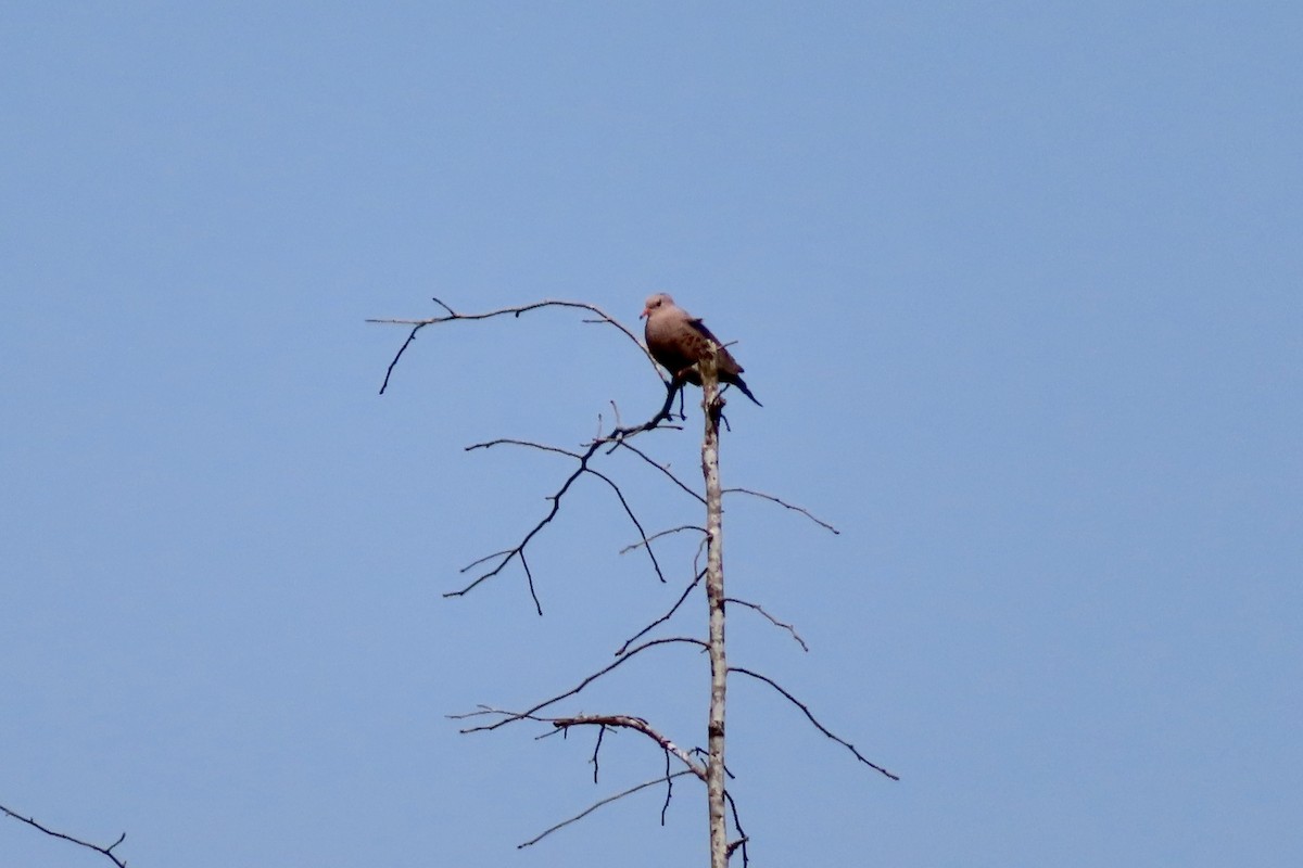 Common Ground Dove - ML620236752