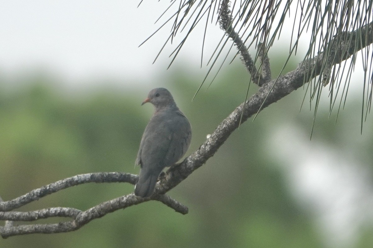 Common Ground Dove - Alena Capek