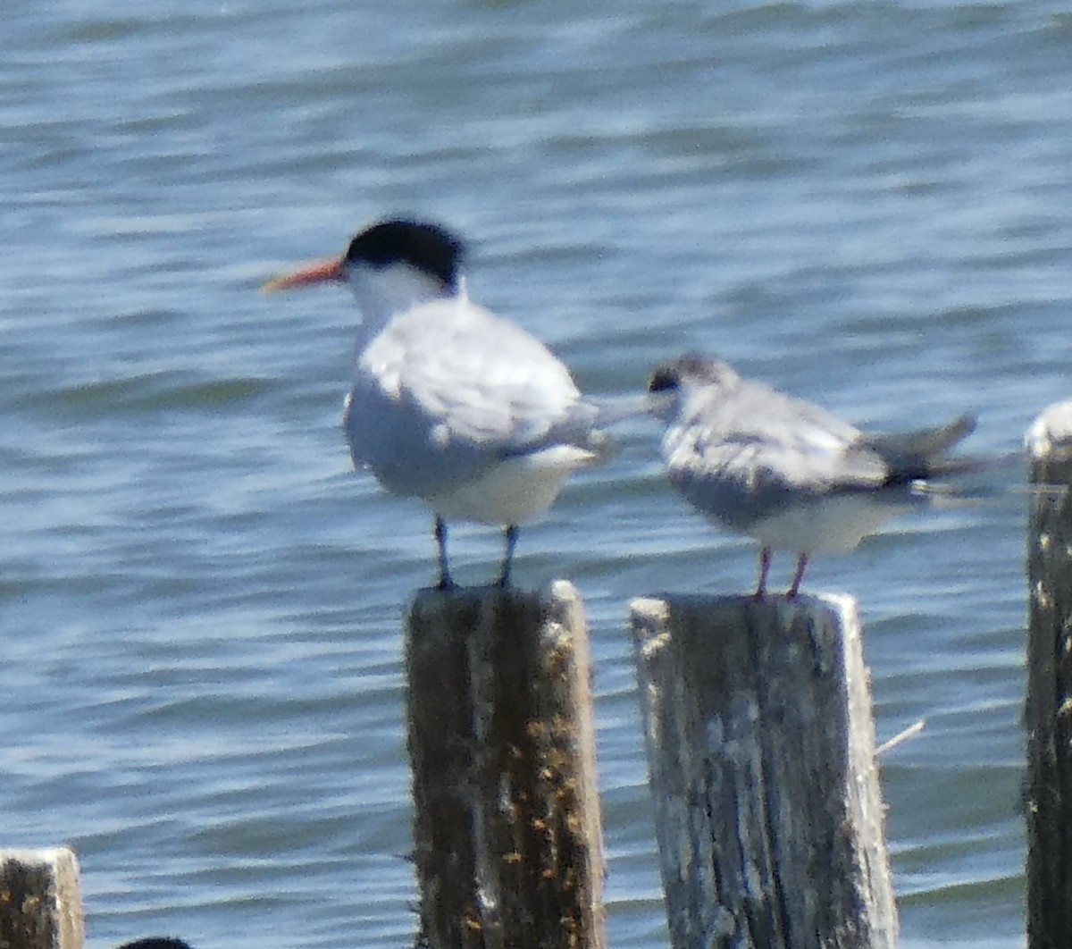 tern sp. - ML620236756