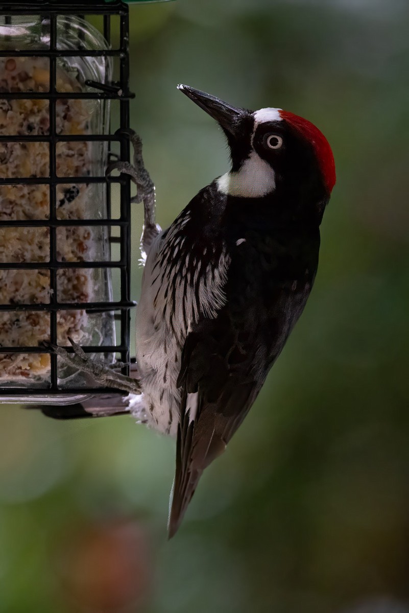 Acorn Woodpecker - ML620236760