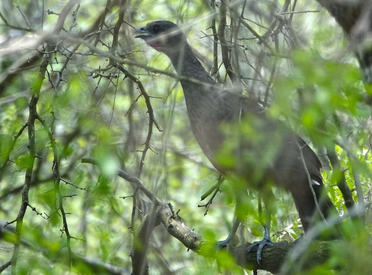 Plain Chachalaca - ML620236764