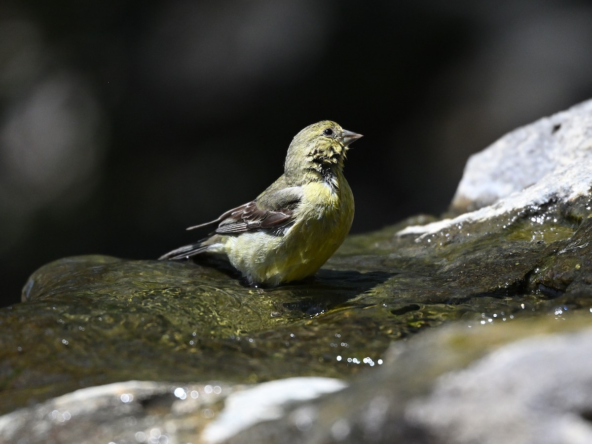 Lesser Goldfinch - ML620236766