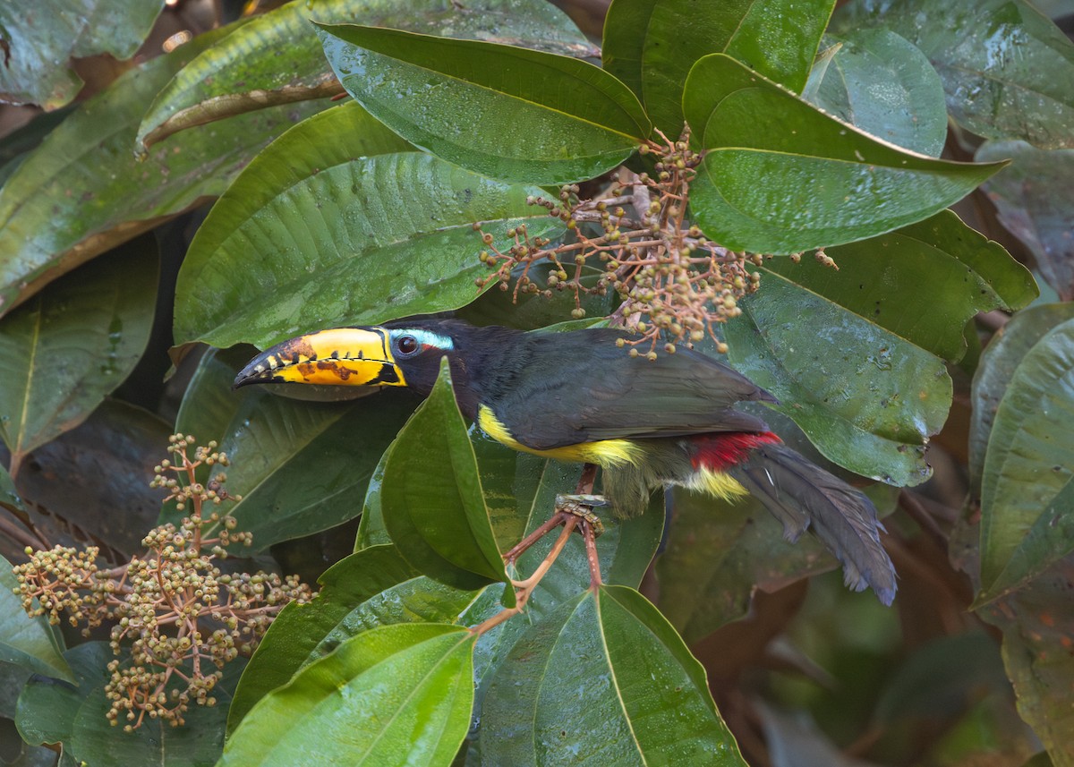 Lettered Aracari - ML620236779