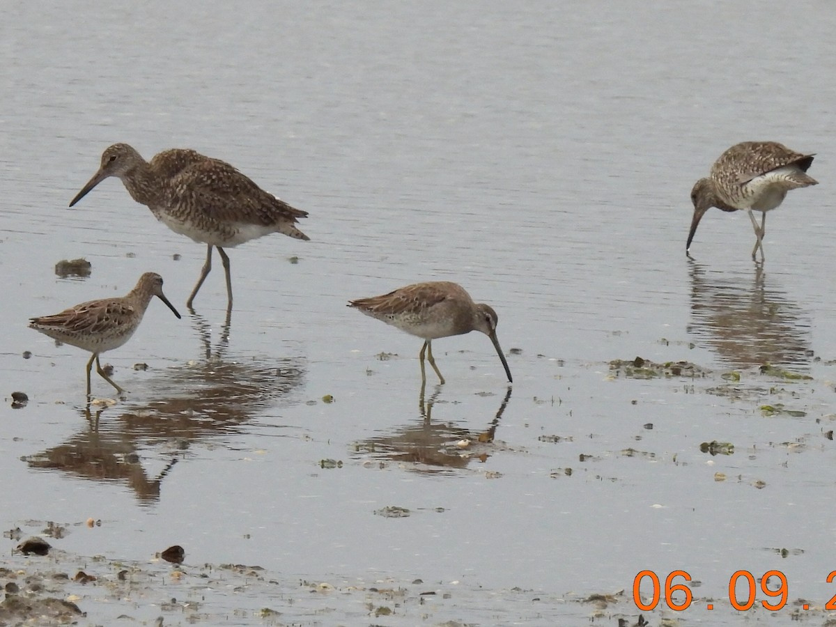 Playero Aliblanco (semipalmata) - ML620236800