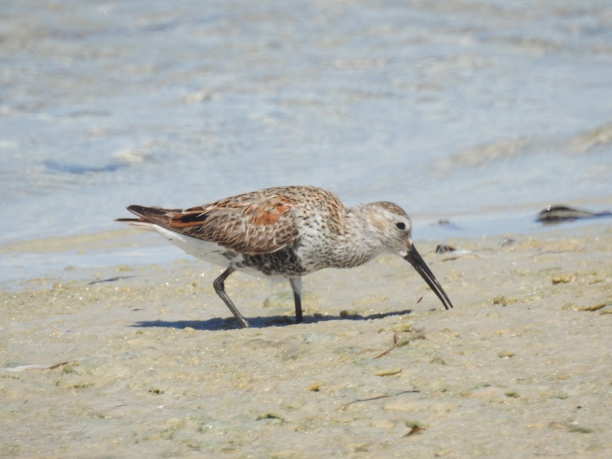 Dunlin - ML620236804