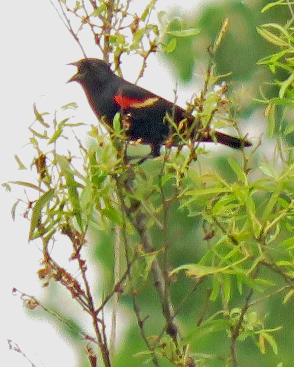 Red-winged Blackbird - ML620236805