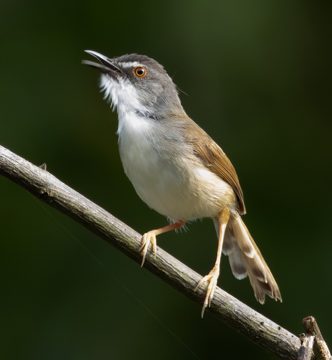 Prinia roussâtre - ML620236814