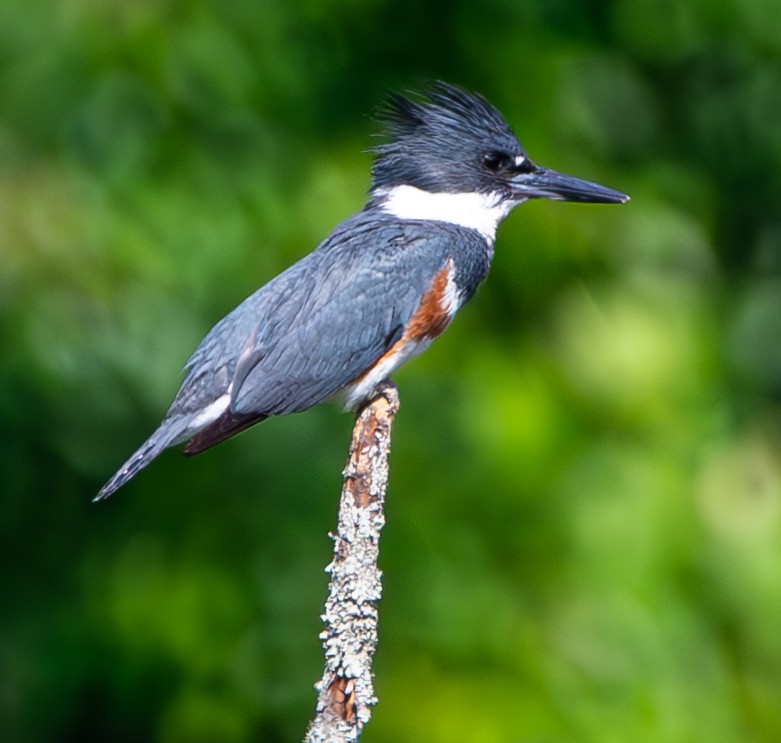 Belted Kingfisher - ML620236823
