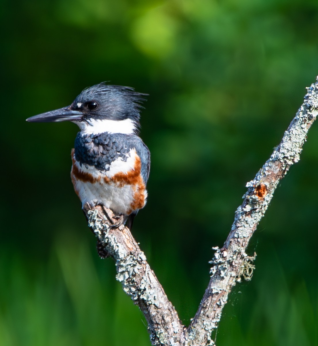 Belted Kingfisher - ML620236824