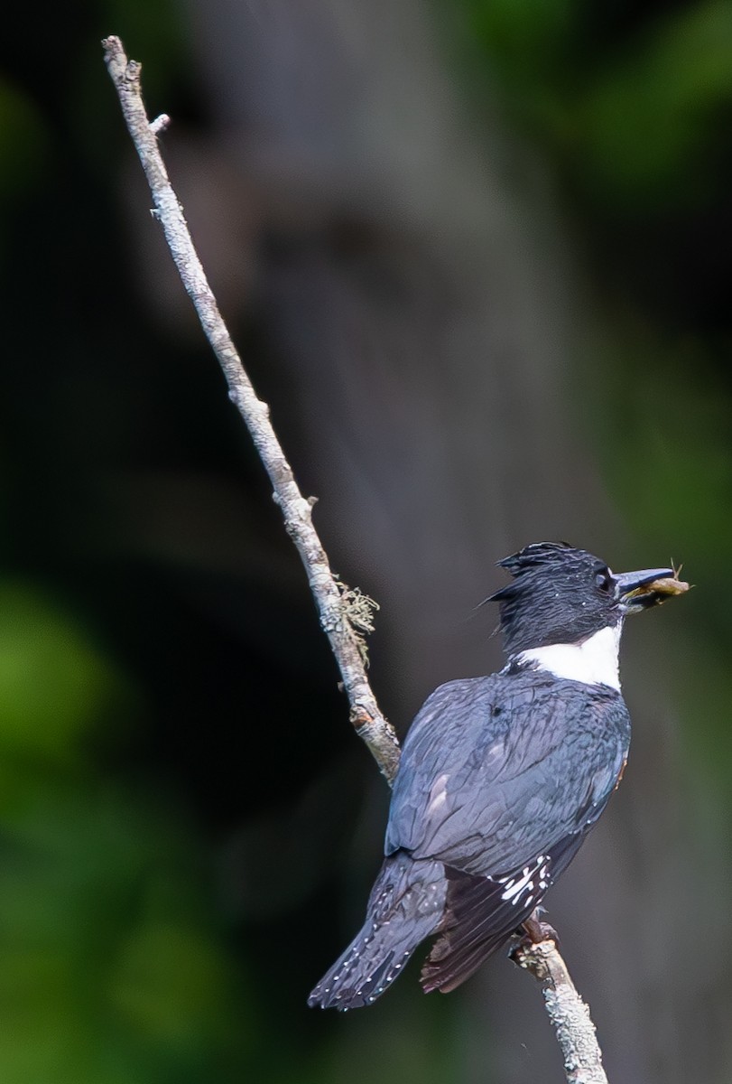 Martin-pêcheur d'Amérique - ML620236825