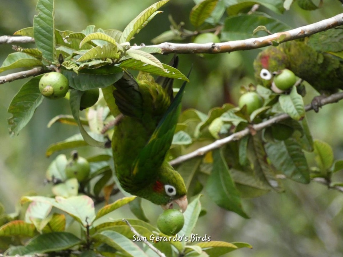 Conure de Hoffmann - ML620236826