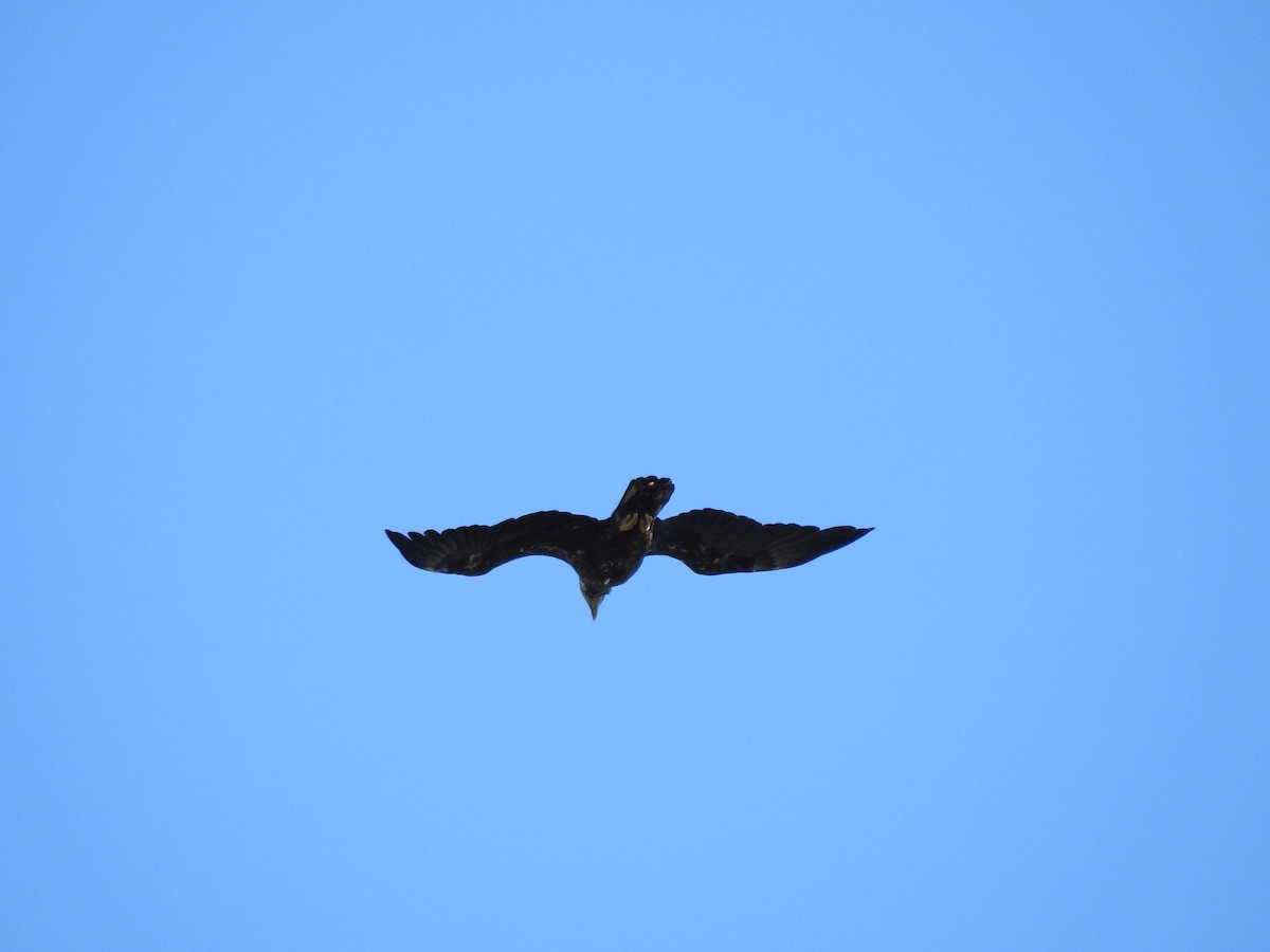 Bald Eagle - ML620236827