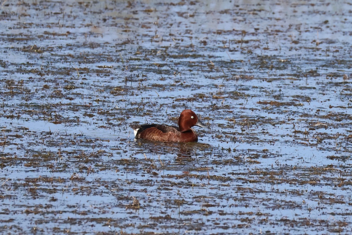 Ferruginous Duck - ML620236830