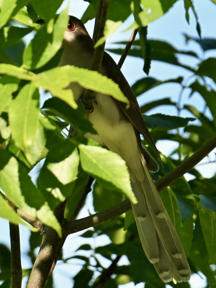 Black-billed Cuckoo - ML620236836