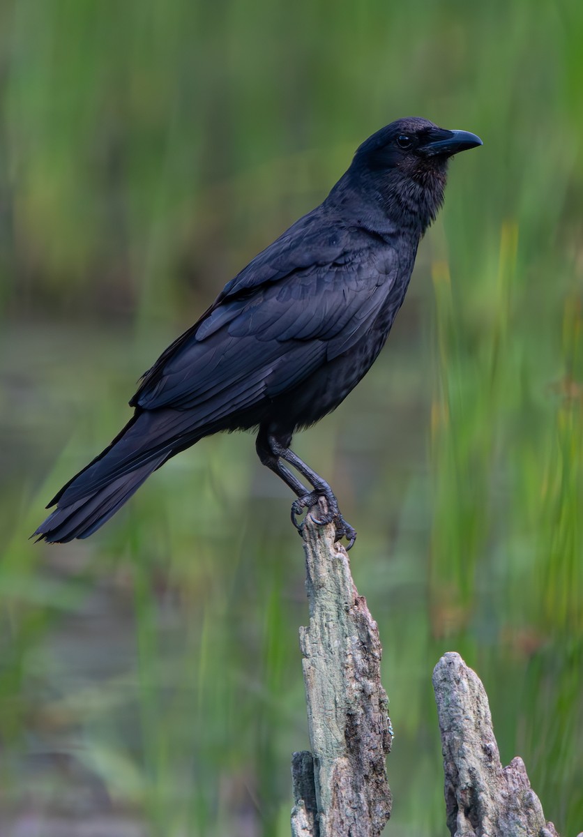 Fish Crow - ML620236839