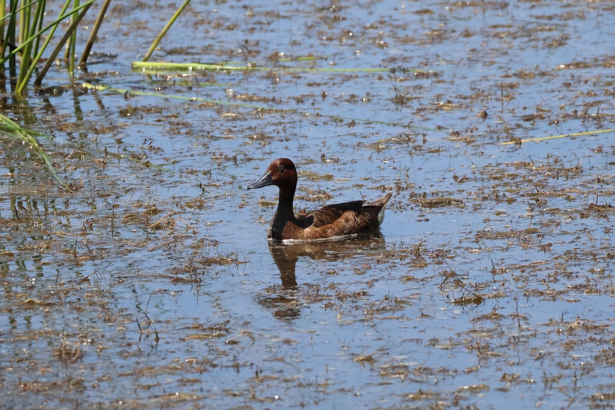 Ferruginous Duck - ML620236840